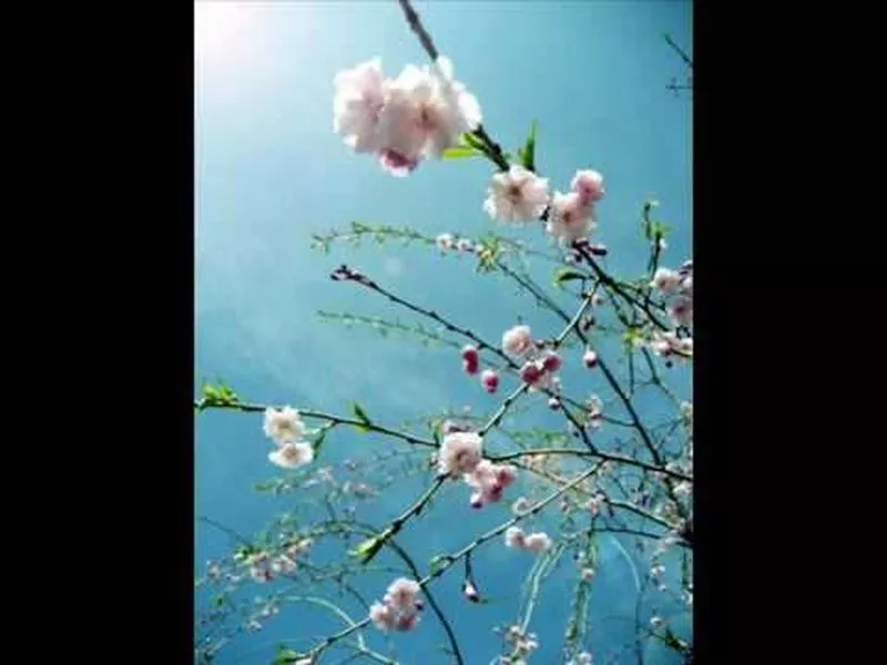[AI绘画]Lote_2024整合AIGenerated-第09話 - 图片 58